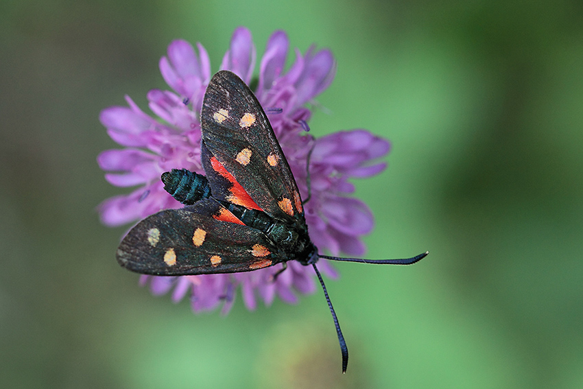 Zygaena da id 2